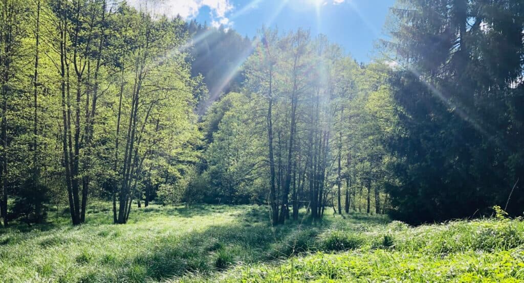 Heilreise im bayerischen Wald